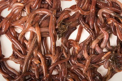 Vermiculture: Raising Earthworms Image